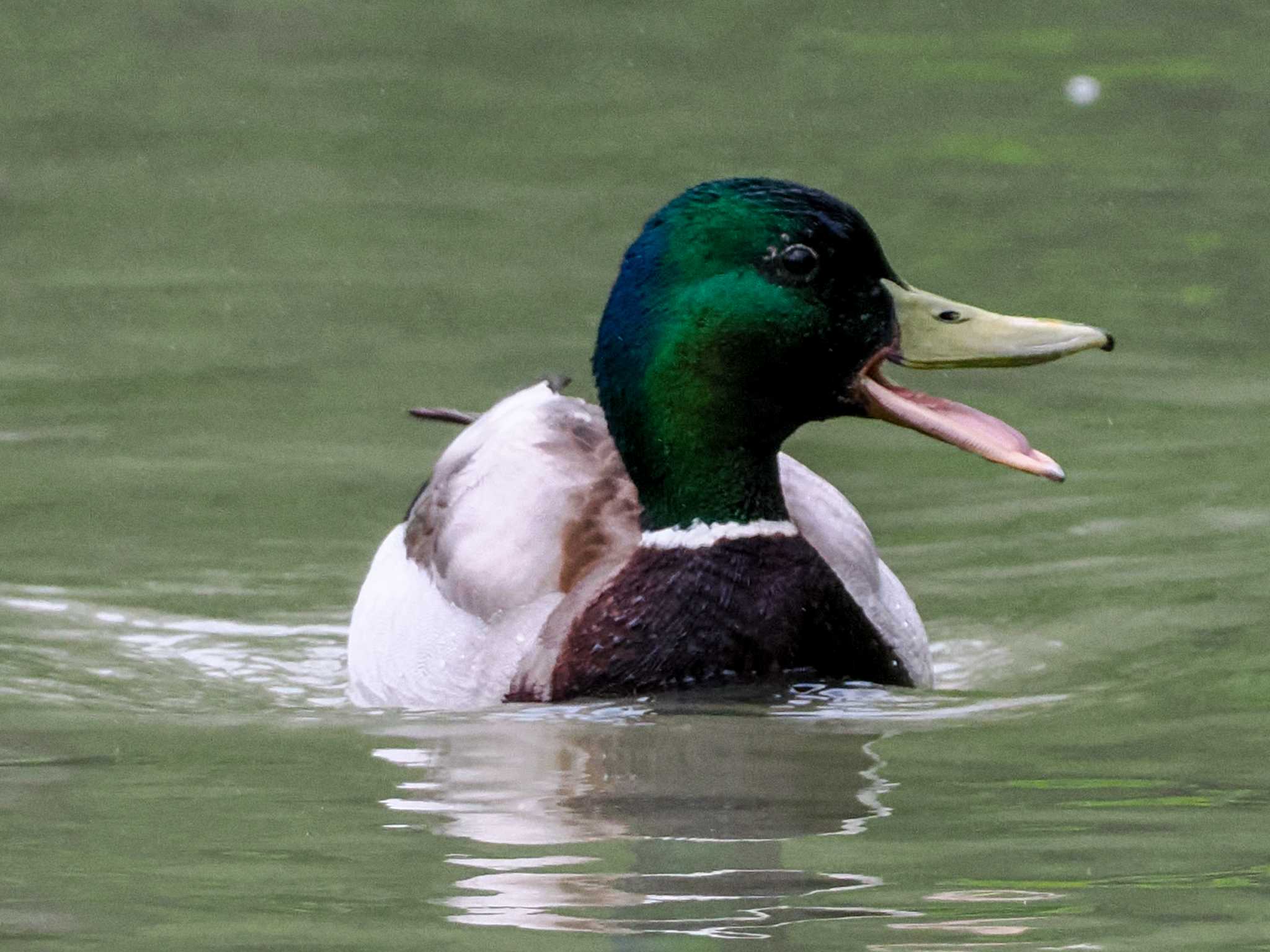 Photo of Mallard at 福井緑地(札幌市西区) by 98_Ark (98ｱｰｸ)