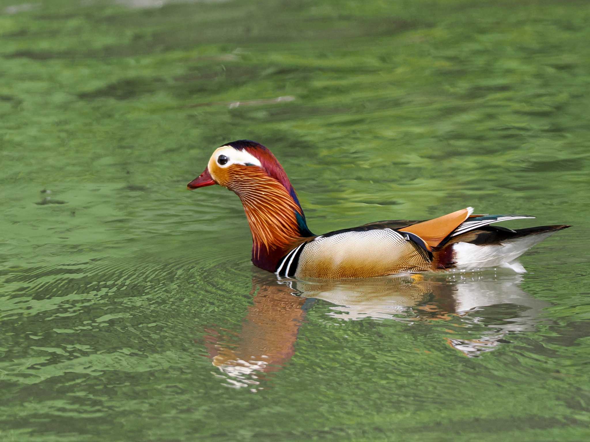 Photo of Mandarin Duck at 福井緑地(札幌市西区) by 98_Ark (98ｱｰｸ)