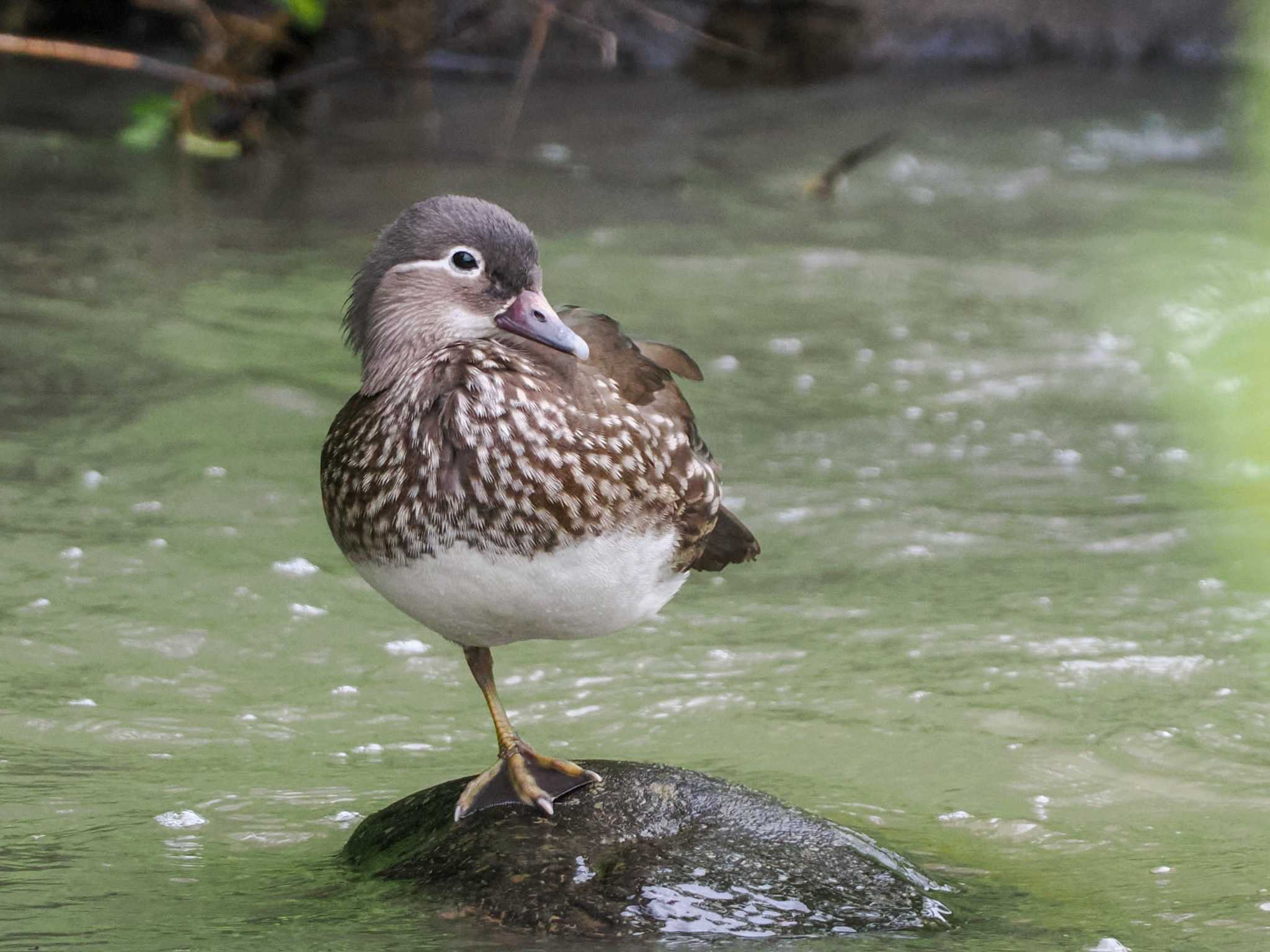 Photo of Mandarin Duck at 福井緑地(札幌市西区) by 98_Ark (98ｱｰｸ)