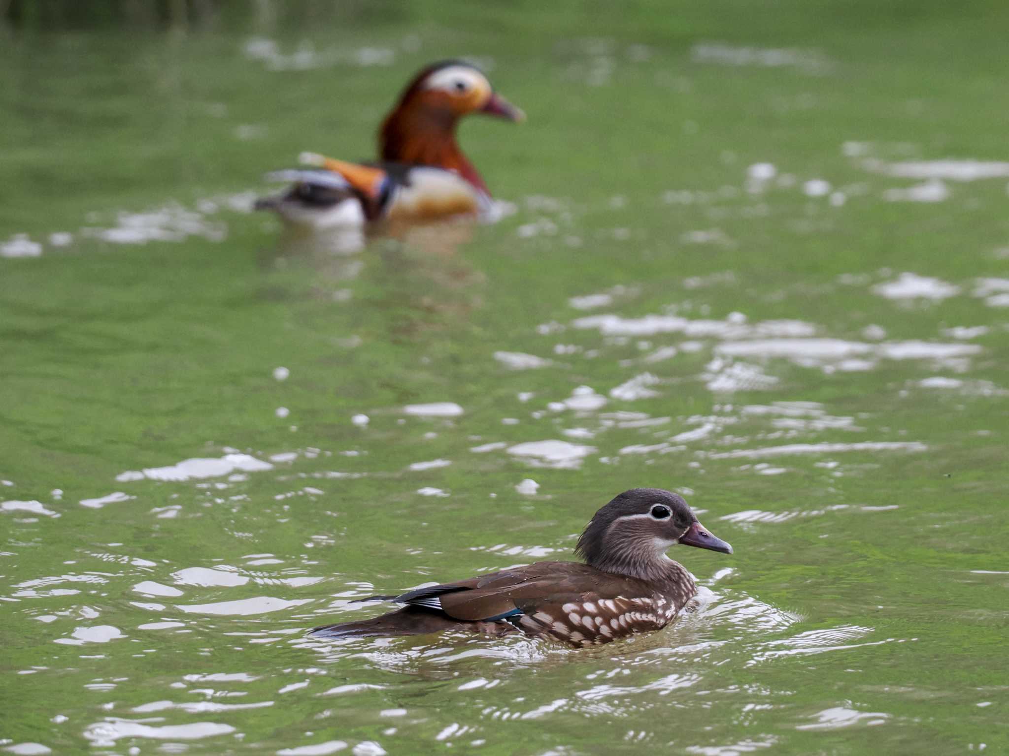 Photo of Mandarin Duck at 福井緑地(札幌市西区) by 98_Ark (98ｱｰｸ)