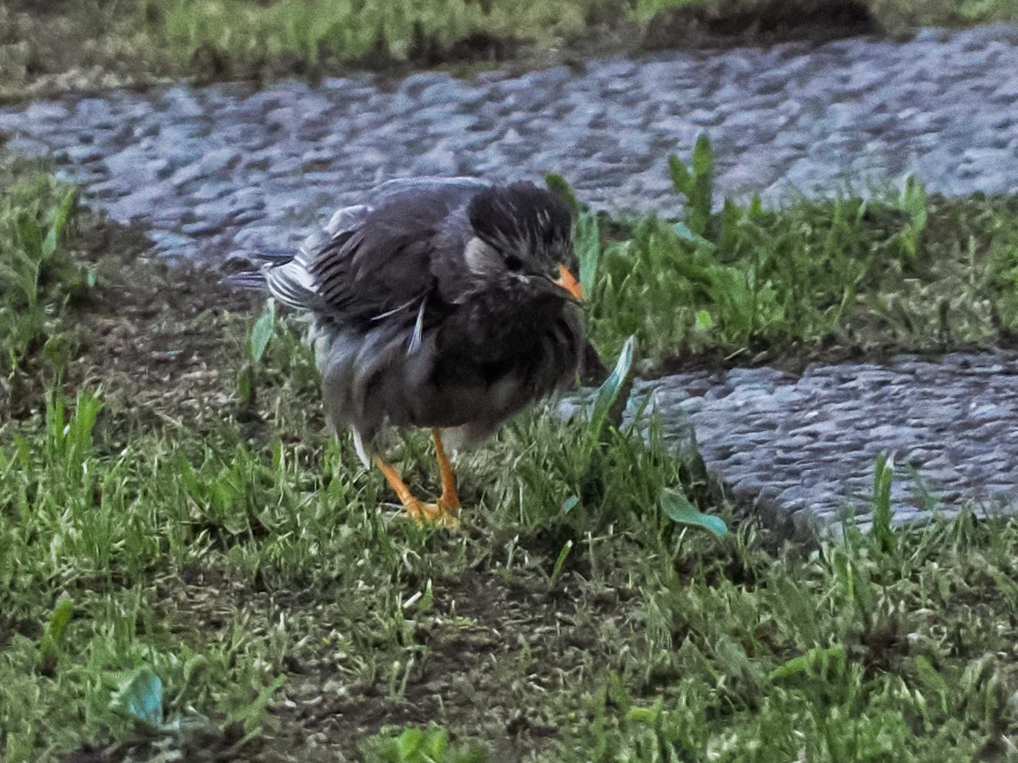 Photo of White-cheeked Starling at 小学校校庭(札幌市手稲区) by 98_Ark (98ｱｰｸ)