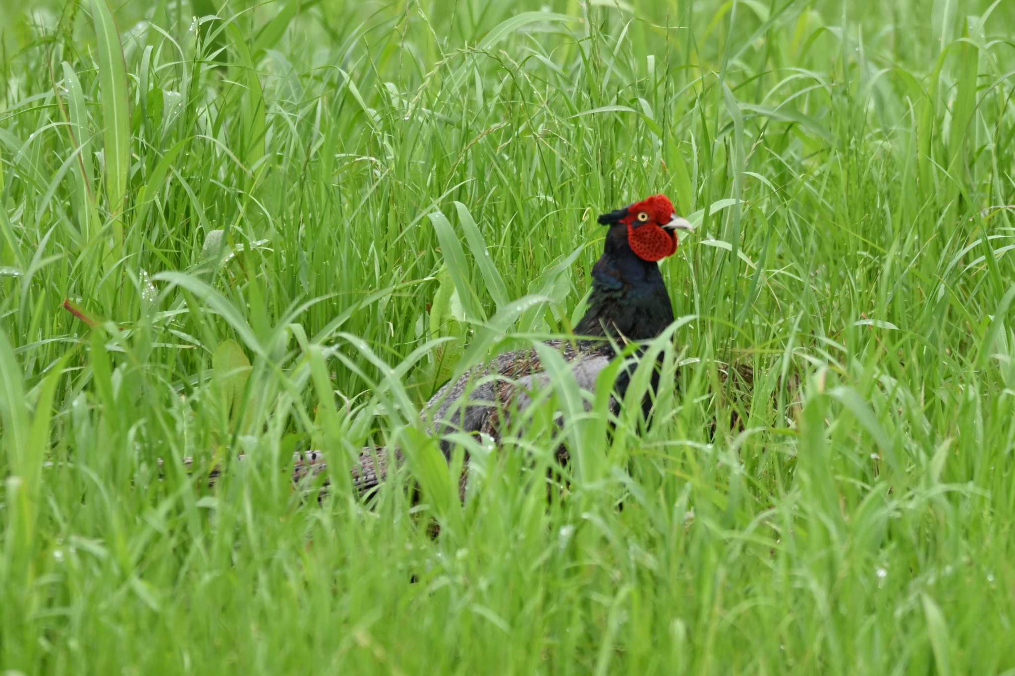 Photo of Green Pheasant at Watarase Yusuichi (Wetland) by Yokai