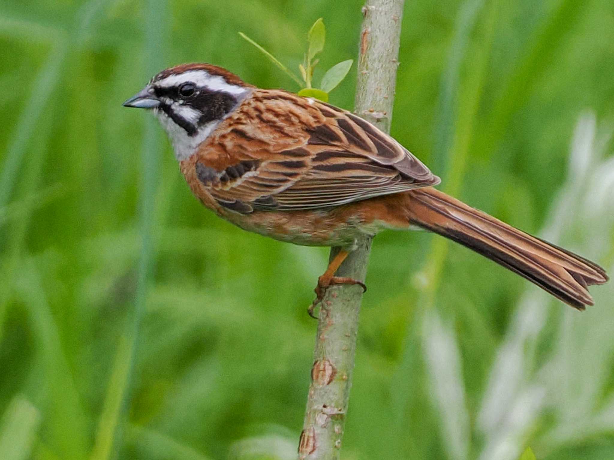 Photo of Meadow Bunting at 福井緑地(札幌市西区) by 98_Ark (98ｱｰｸ)