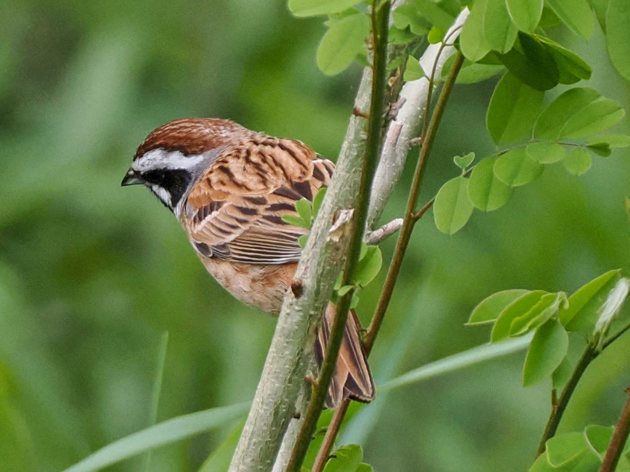 Photo of Meadow Bunting at 福井緑地(札幌市西区) by 98_Ark (98ｱｰｸ)