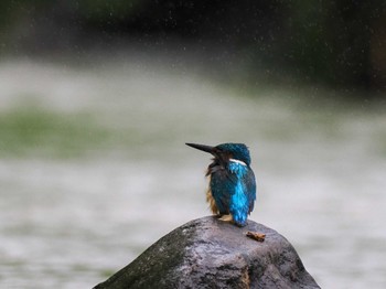 2023年6月3日(土) 福井緑地(札幌市西区)の野鳥観察記録