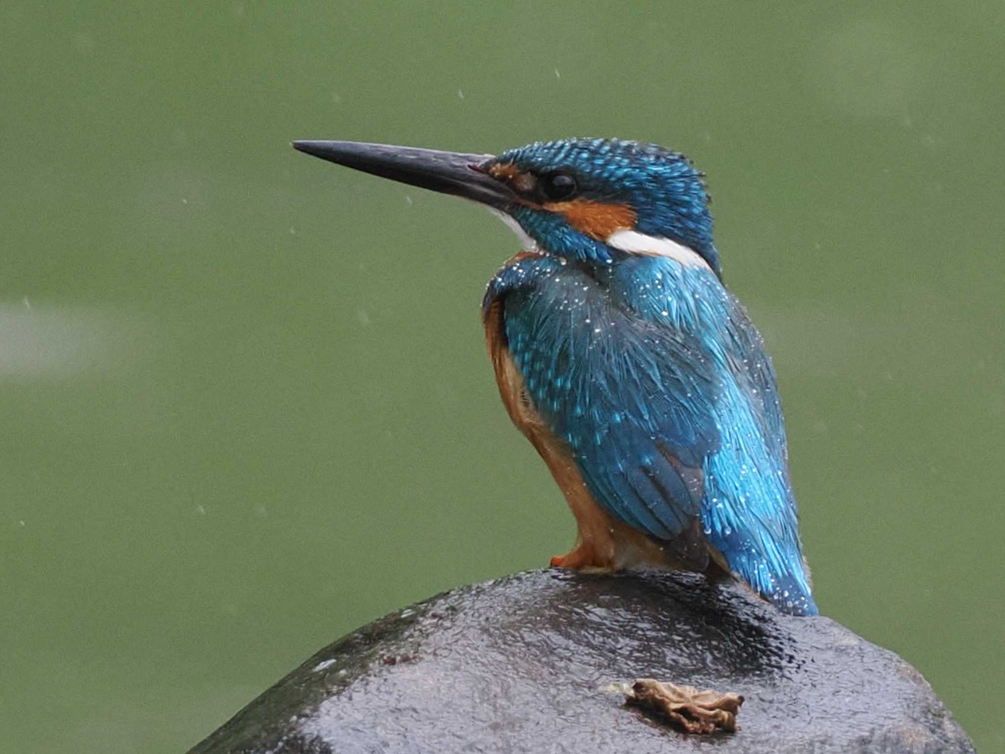 Photo of Common Kingfisher at 福井緑地(札幌市西区) by 98_Ark (98ｱｰｸ)