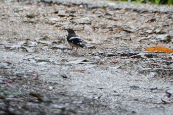 Slaty-backed Forktail