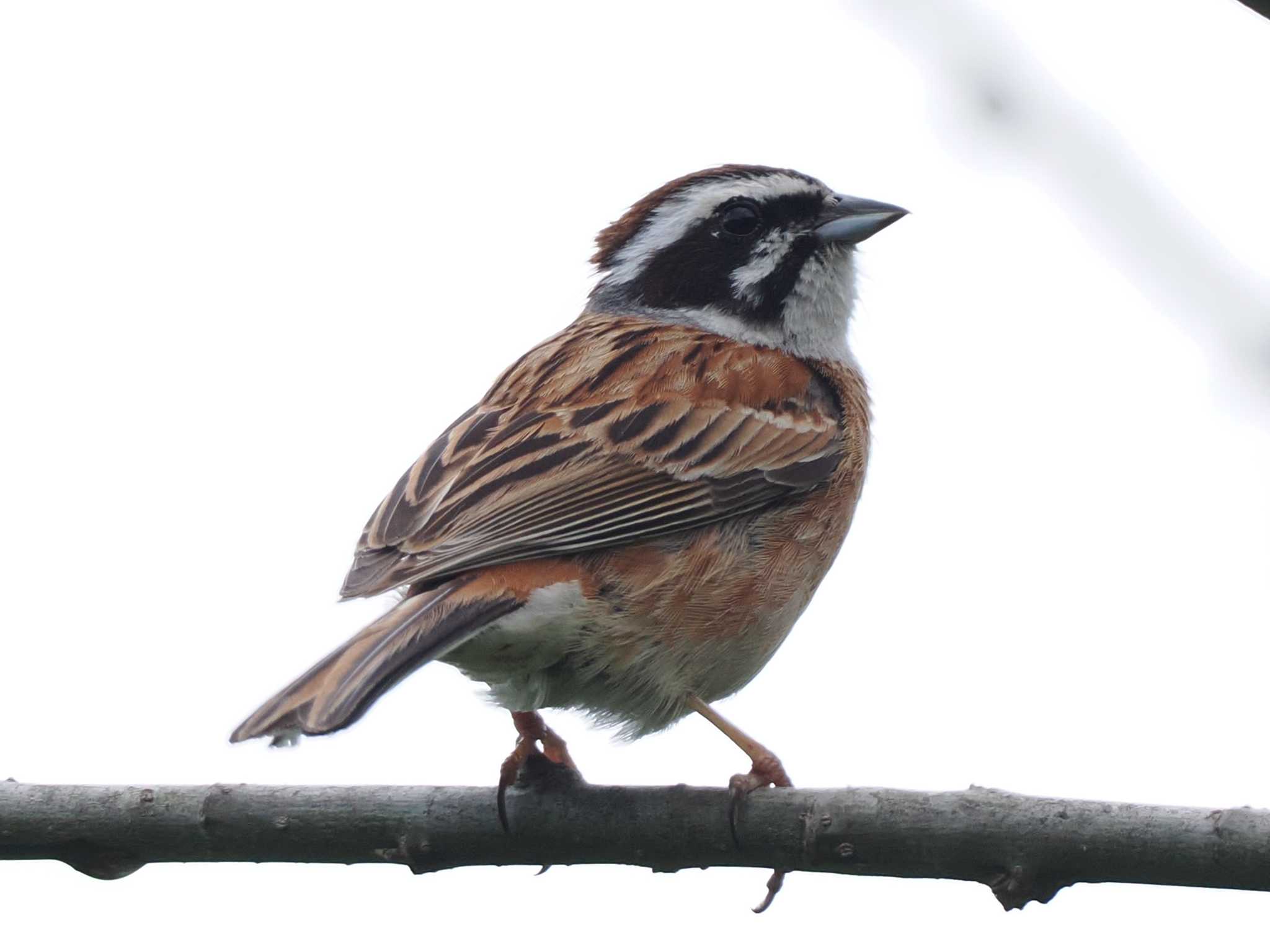 Meadow Bunting