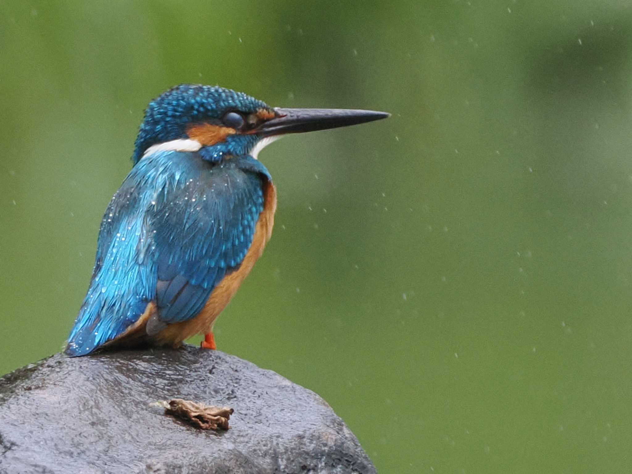 Common Kingfisher