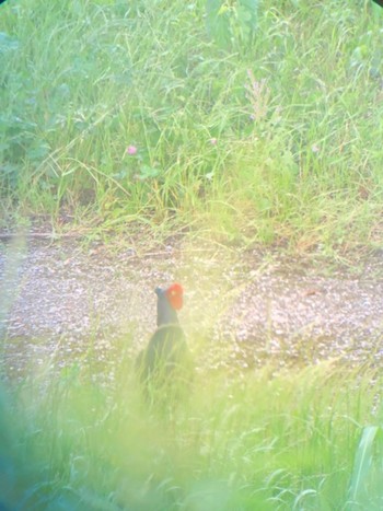 Sat, 6/3/2023 Birding report at Watarase Yusuichi (Wetland)