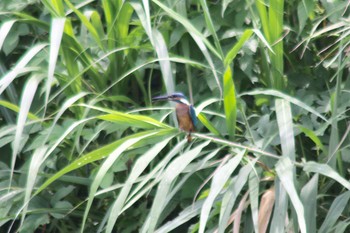 2018年7月13日(金) 羽村市多摩川付近の野鳥観察記録