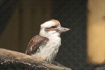 ワライカワセミ キャンベルタウン野鳥の森 2023年6月3日(土)