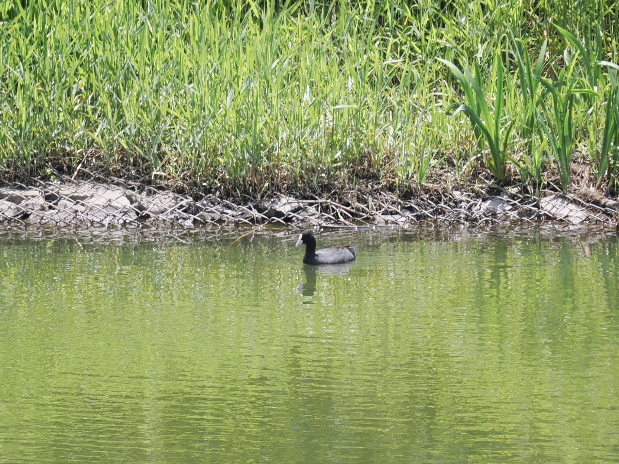 Eurasian Coot