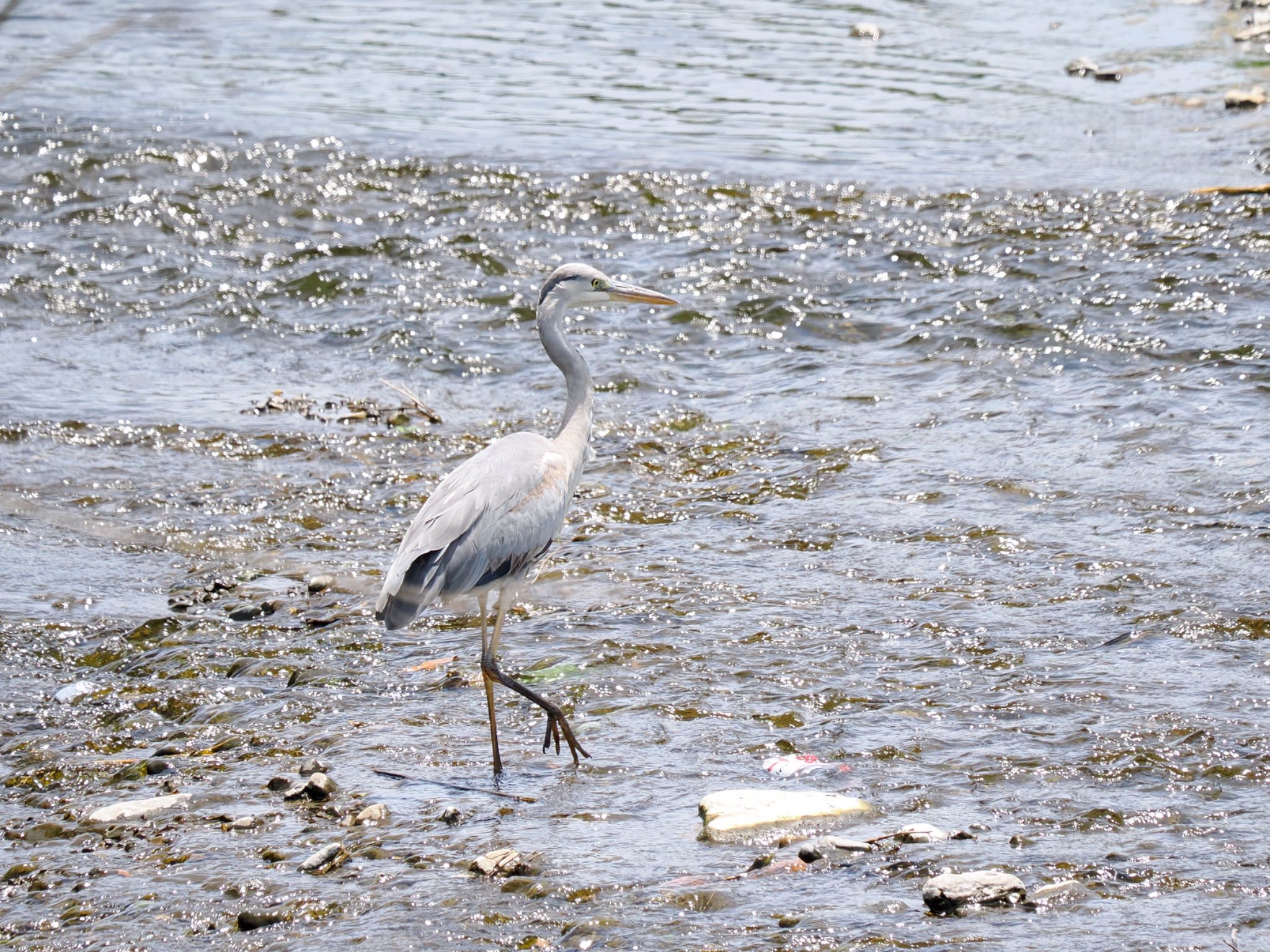 Grey Heron