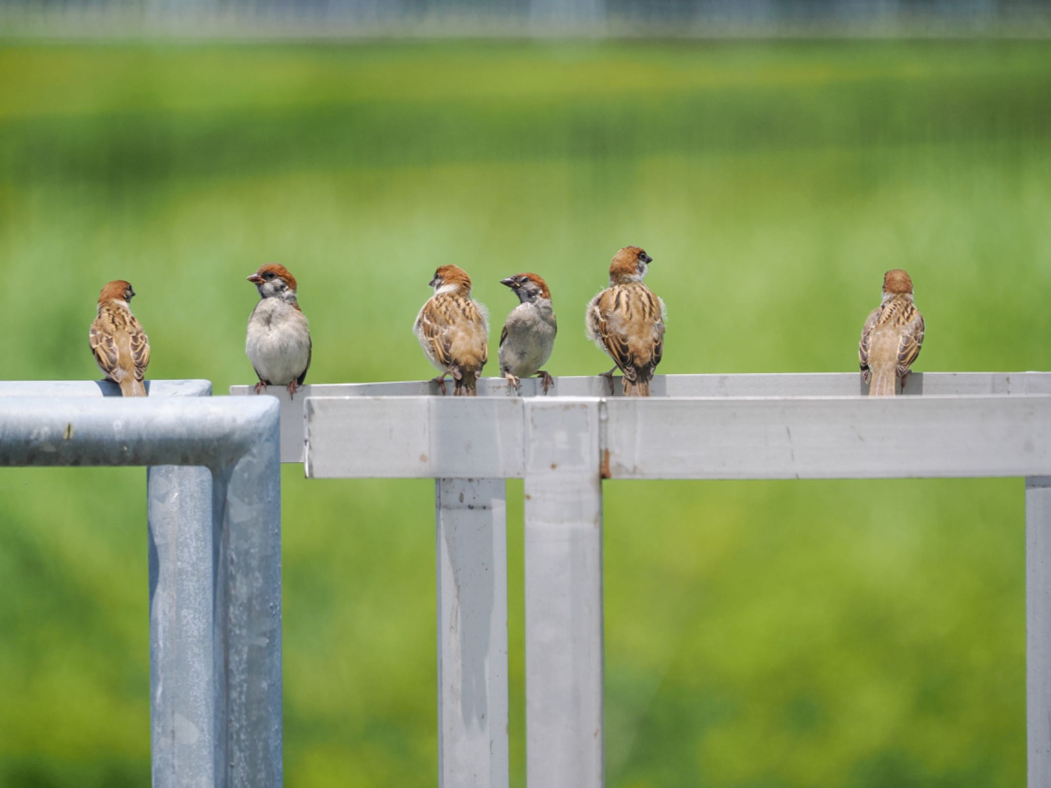 Eurasian Tree Sparrow