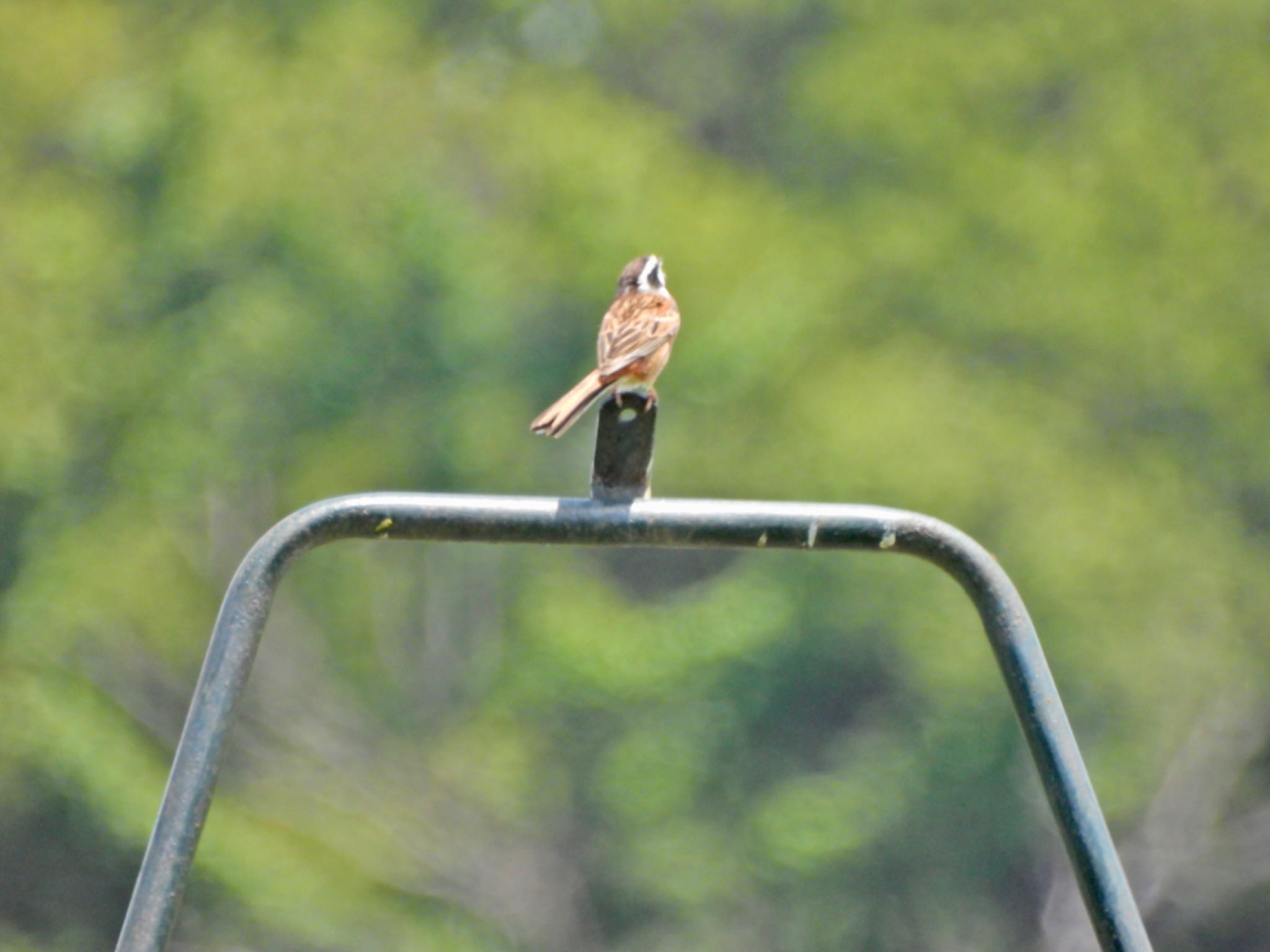 Meadow Bunting