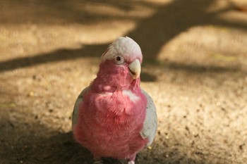 Galah キャンベルタウン野鳥の森 Sat, 6/3/2023