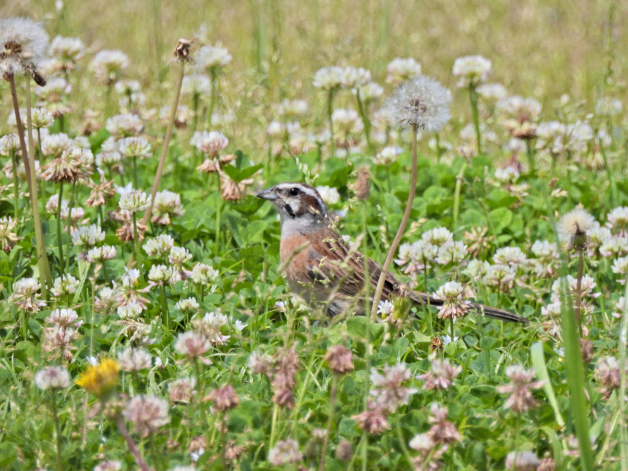 Meadow Bunting