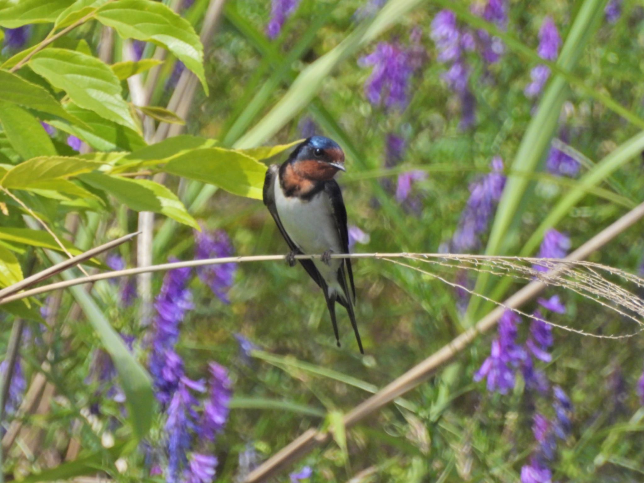 Barn Swallow