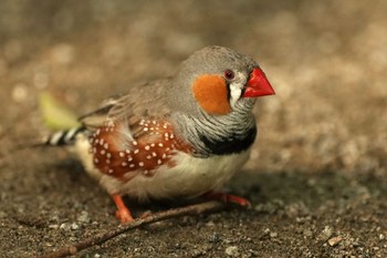 キンカチョウ キャンベルタウン野鳥の森 2023年6月3日(土)