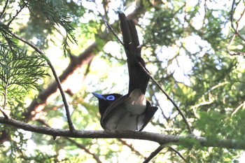 サンコウチョウ 岐阜県 2023年6月3日(土)