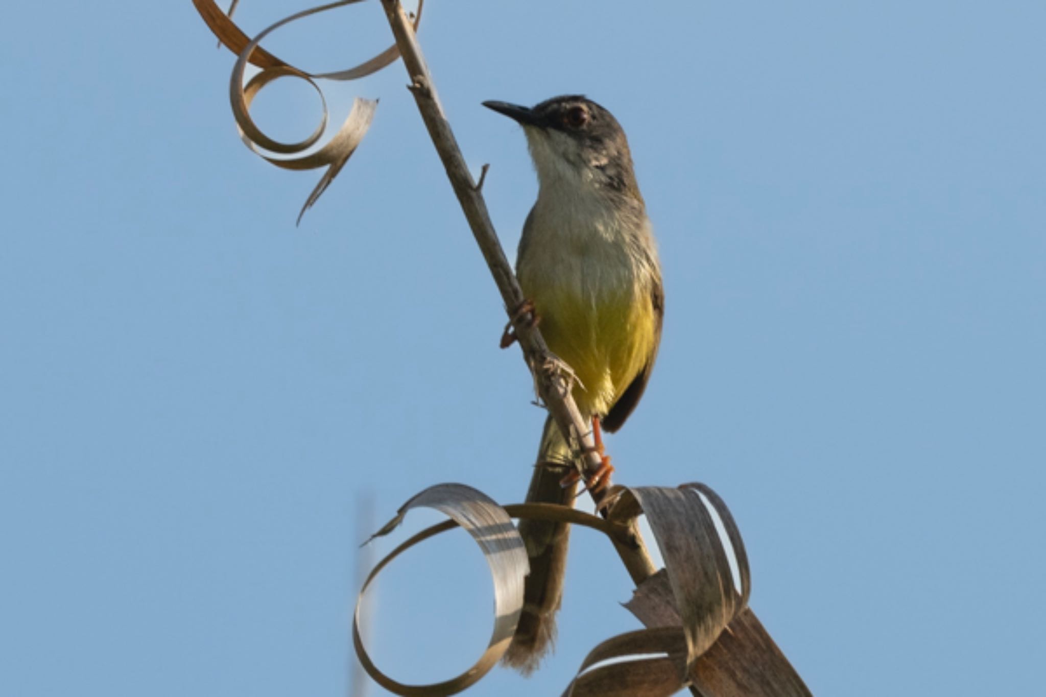 Photo of Yellow-bellied Prinia at Jurong Lake Gardens by T K