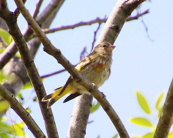 Sat, 6/3/2023 Birding report at 大仙陵古墳