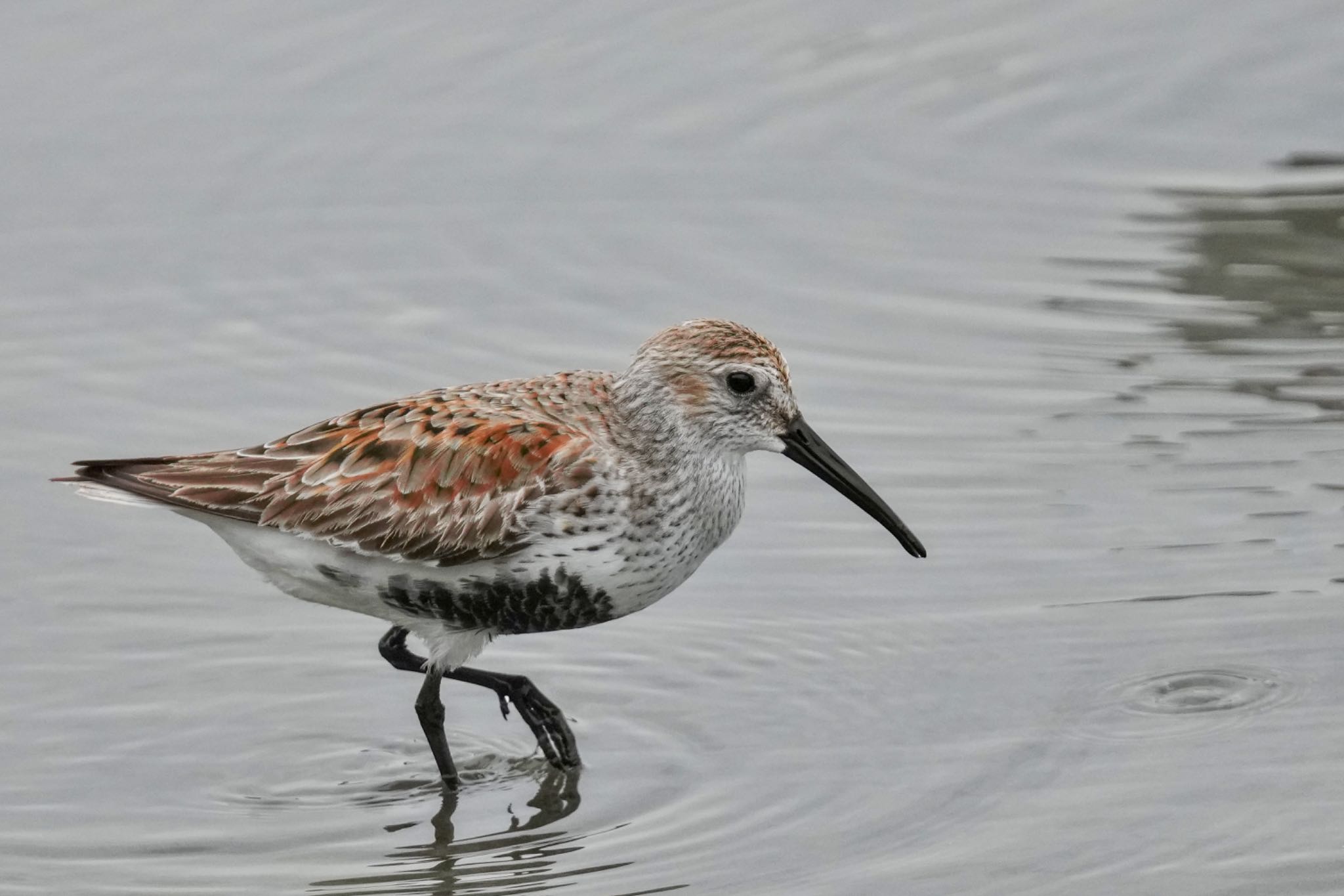 Photo of Dunlin at Tokyo Port Wild Bird Park by アポちん