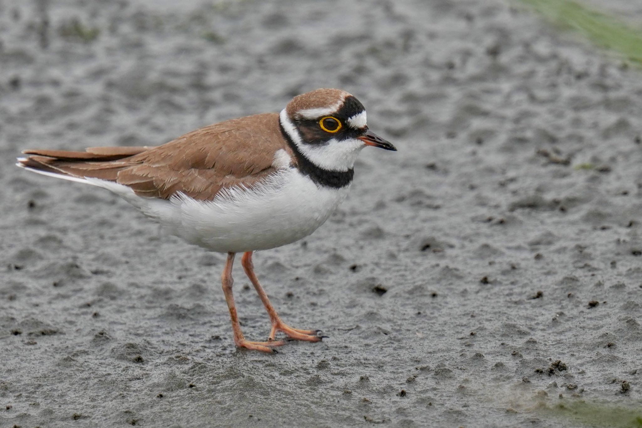 Little Ringed Plover