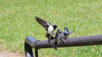 ツバメ 近所の公園 2023年6月3日(土)