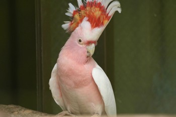 クルマサカオウム キャンベルタウン野鳥の森 2023年6月3日(土)