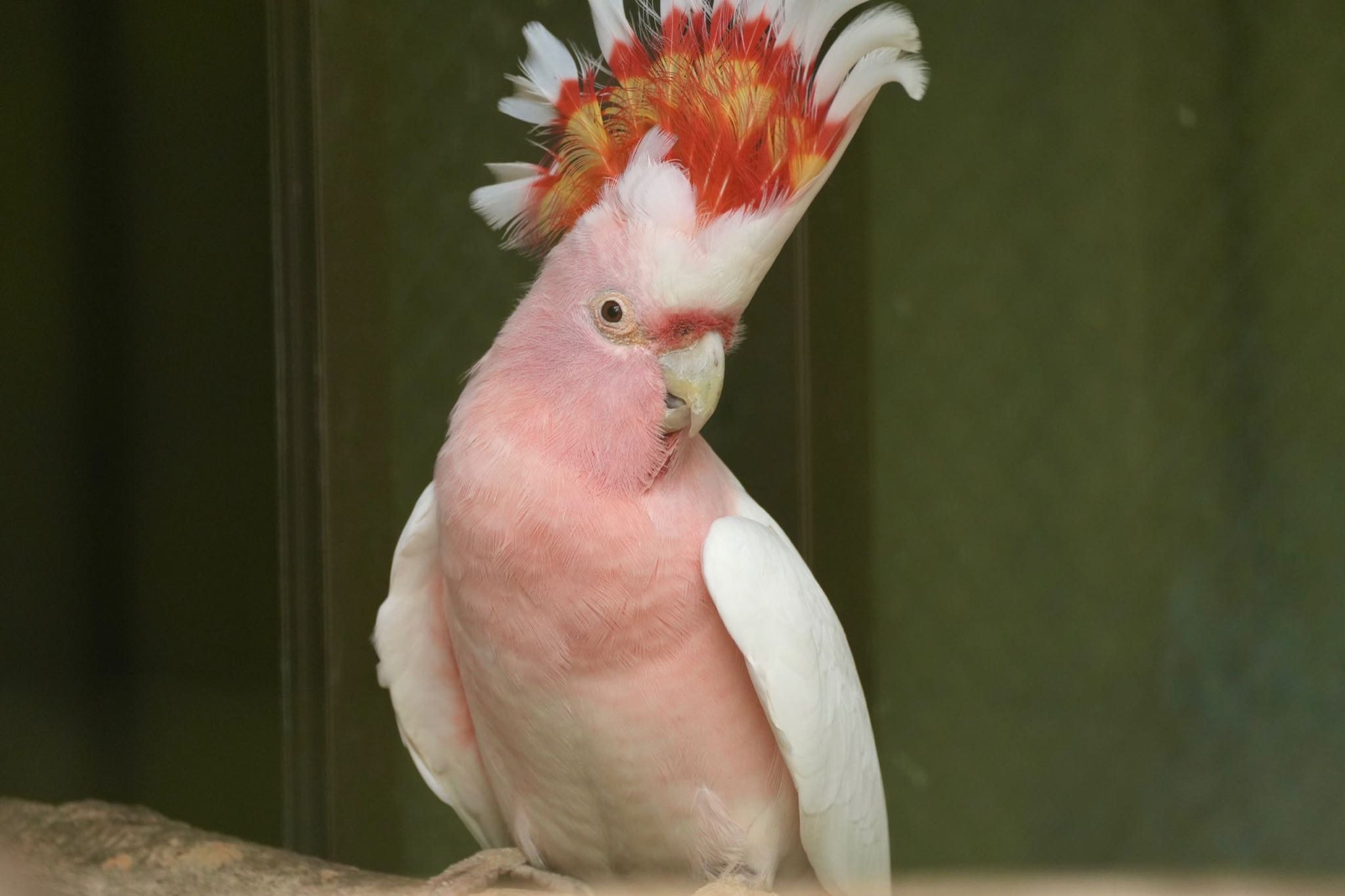 キャンベルタウン野鳥の森 クルマサカオウムの写真 by あらどん