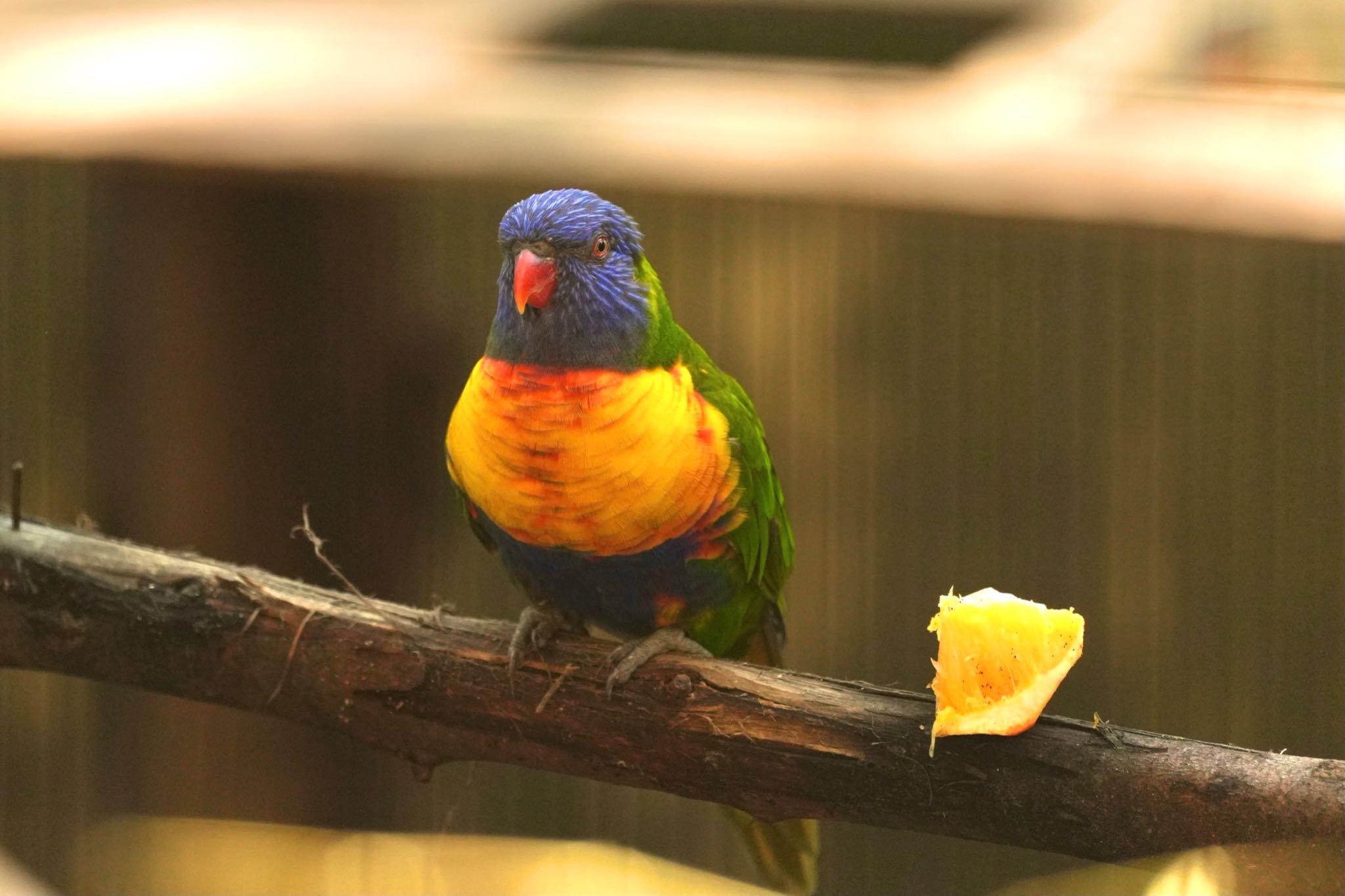 キャンベルタウン野鳥の森 ゴシキセイガイインコの写真 by あらどん