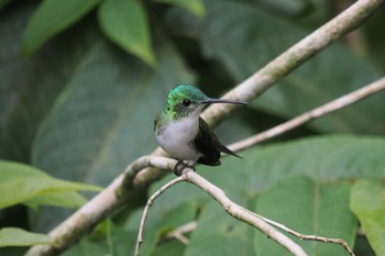 ズアオエメラルドハチドリ Mindo(Ecuador) 2023年5月19日(金)