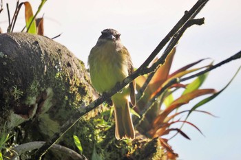 Rufous-fronted Thornbird Mindo(Ecuador) Fri, 5/19/2023