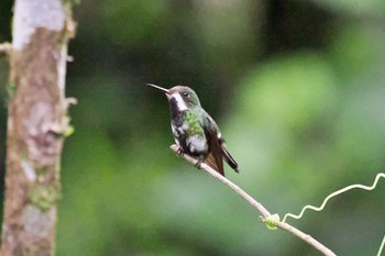 Green Thorntail Mindo(Ecuador) Sat, 5/20/2023