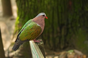 キンバト キャンベルタウン野鳥の森 2023年6月3日(土)