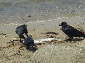 2018年7月13日(金) 甲子園浜(兵庫県西宮市)の野鳥観察記録