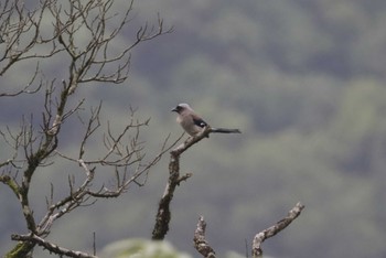 タイワンオナガ Cuc Phuong National Park 2023年5月3日(水)