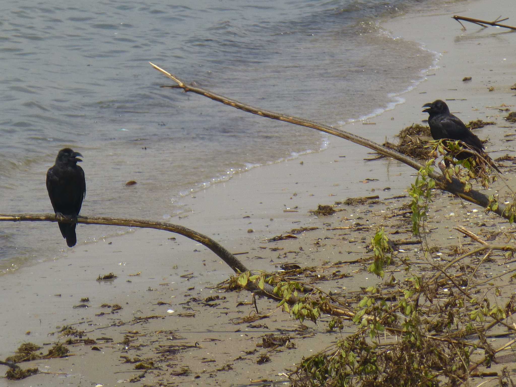 Photo of Large-billed Crow at 甲子園浜(兵庫県西宮市) by マル