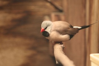 Long-tailed Finch キャンベルタウン野鳥の森 Sat, 6/3/2023