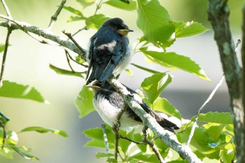2023年6月4日(日) 愛知県緑化センター 昭和の森の野鳥観察記録