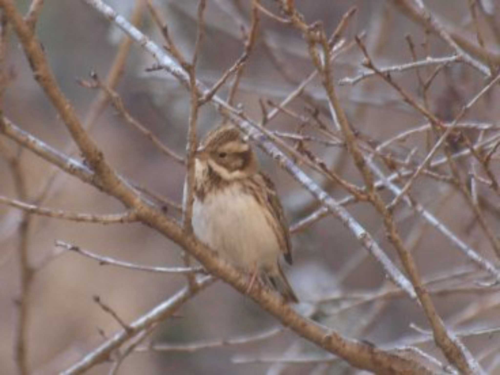 Photo of Rustic Bunting at 多摩森林科学園 by アカウント13482