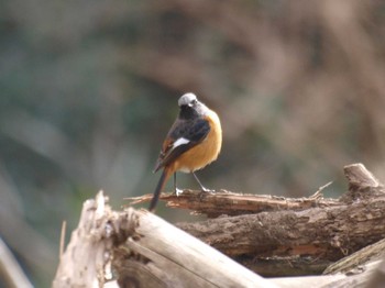 Daurian Redstart Maioka Park Thu, 2/17/2022