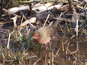 Ruddy-breasted Crake Maioka Park Sat, 2/12/2022