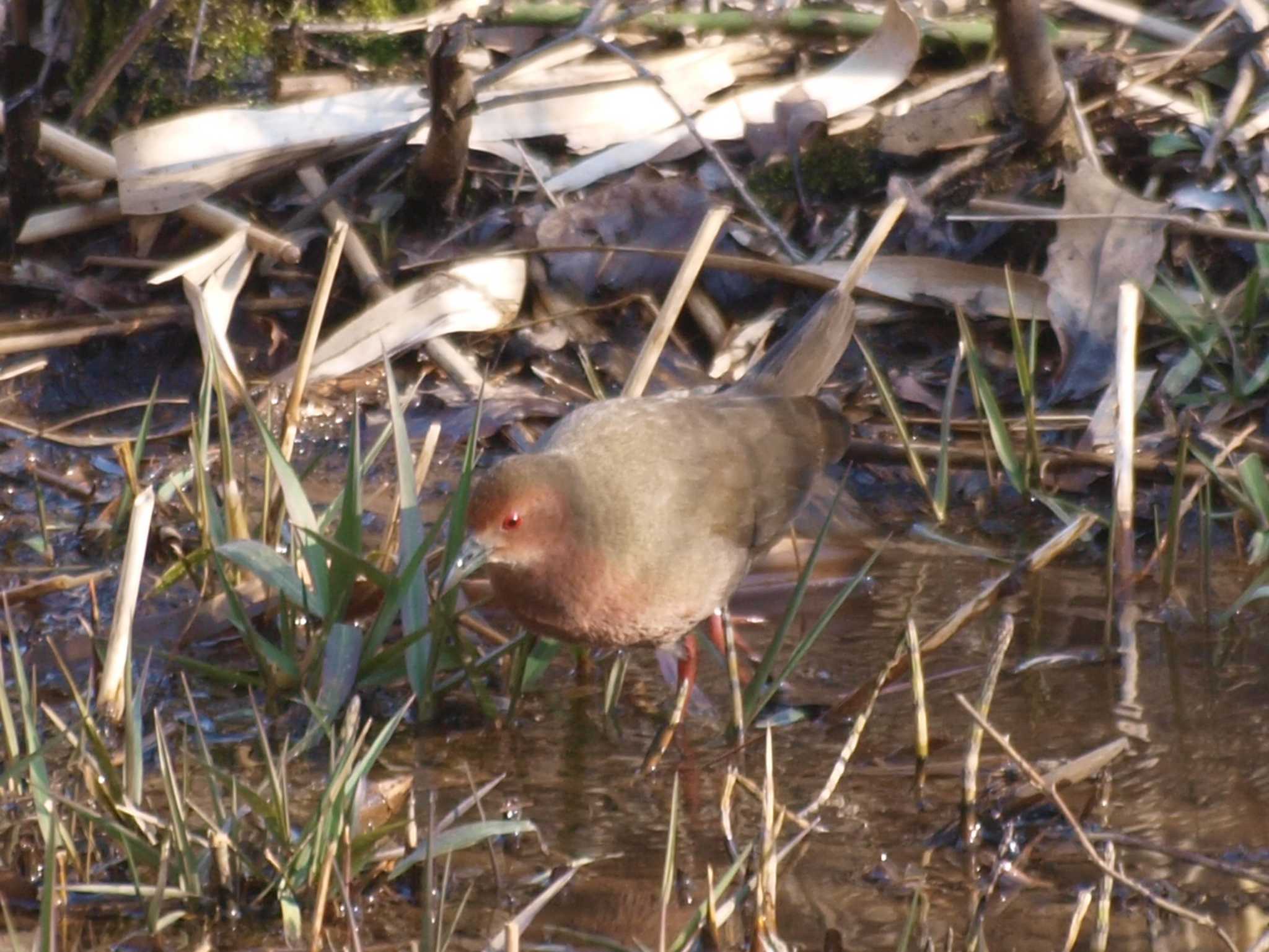 Photo of Ruddy-breasted Crake at Maioka Park by アカウント13482