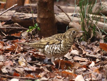 White's Thrush Yatoyama Park Sun, 2/20/2022