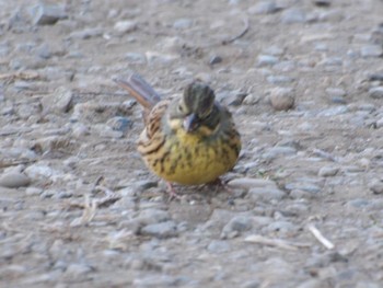 Masked Bunting Maioka Park Unknown Date