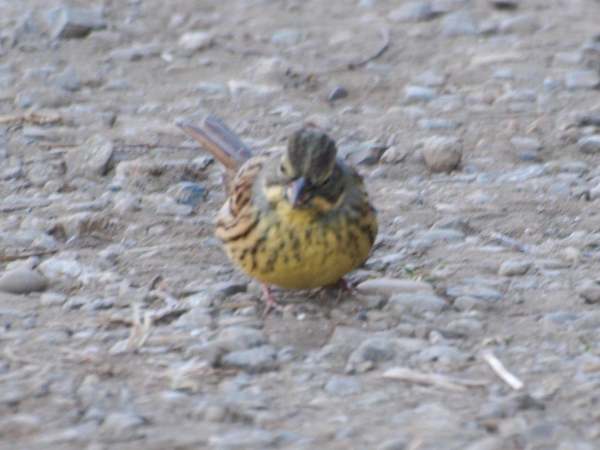 Photo of Masked Bunting at Maioka Park by アカウント13482