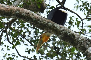 ムジシワコブサイチョウ ケーン・クラチャン国立公園 2018年6月13日(水)